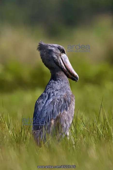 : Shoebill (Balaeniceps rex) hunting in wetlands : Shoebill (Balaeniceps rex) hunting in wetlands