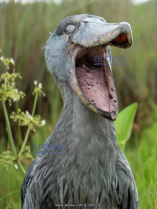 : Shoebill (Balaeniceps rex), Lake Victoria, Entebbe : Shoebill (Balaeniceps rex), Lake Victoria, Entebbe