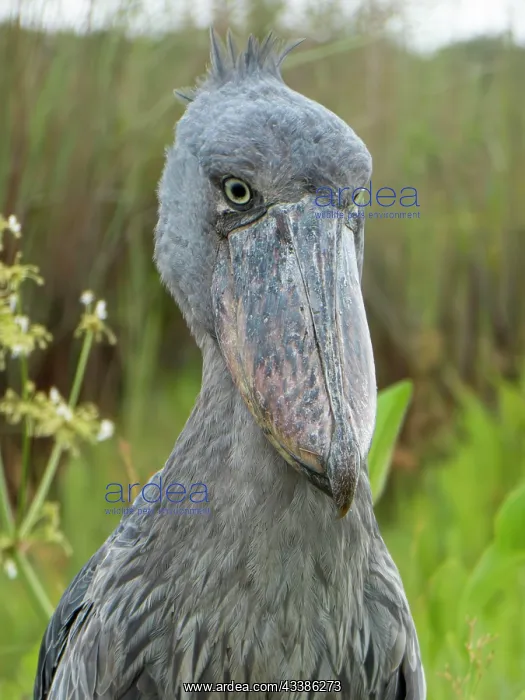: Shoebill (Balaeniceps rex), Lake Victoria, Entebbe : Shoebill (Balaeniceps rex), Lake Victoria, Entebbe