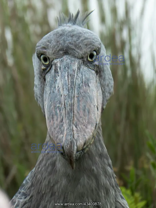 : Shoebill (Balaeniceps rex), Lake Victoria, Entebbe : Shoebill (Balaeniceps rex), Lake Victoria, Entebbe
