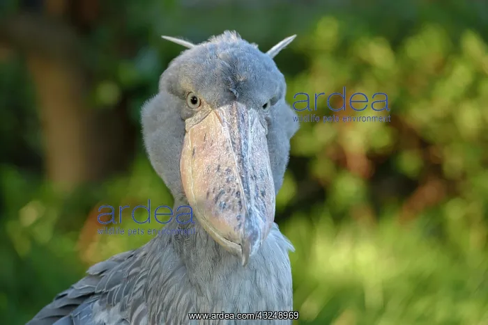 : Shoebill (Balaeniceps rex), Occurrence in Africa : Shoebill (Balaeniceps rex), Occurrence in Africa