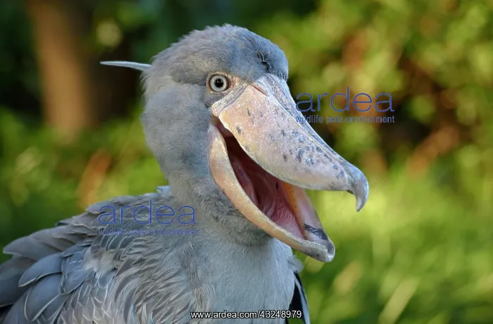 : Shoebill (Balaeniceps rex), Occurrence in Africa : Shoebill (Balaeniceps rex), Occurrence in Africa