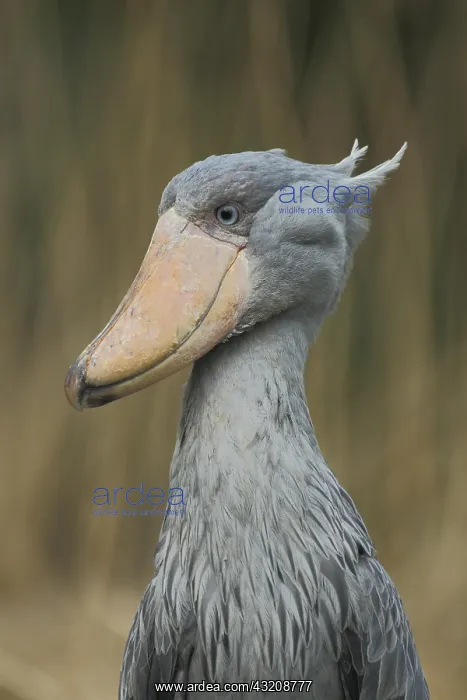 : Shoebill (Balaeniceps rex), portrait, Balaenicipitidae : Shoebill (Balaeniceps rex), portrait, Balaenicipitidae