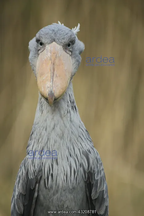 : Shoebill (Balaeniceps rex), portrait, view, frontal : Shoebill (Balaeniceps rex), portrait, view, frontal
