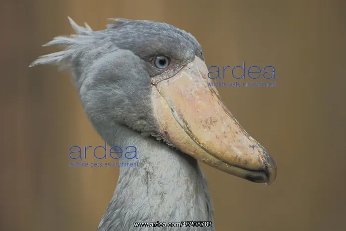  : Shoebill (Balaeniceps rex), portrait, head, Balaenicipitidae