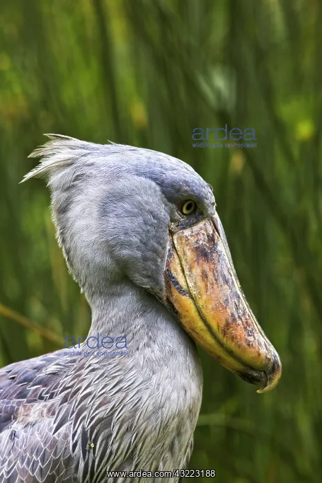 : Shoebill (Balaeniceps rex) portrait. Uganda : Shoebill (Balaeniceps rex) portrait. Uganda