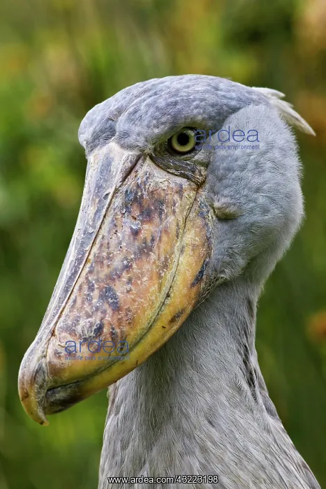 : Shoebill (Balaeniceps rex) portrait. Uganda : Shoebill (Balaeniceps rex) portrait. Uganda