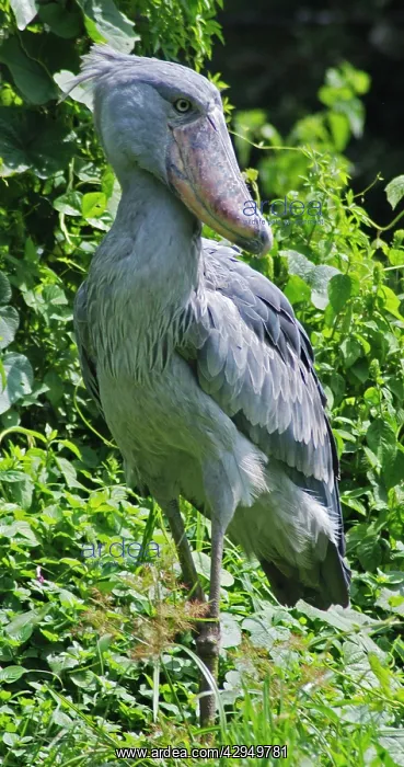: Shoebill - inhabits papyrus swamps : Shoebill - inhabits papyrus swamps