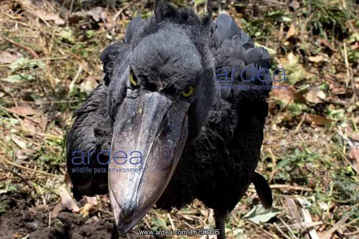 : The shoebill is a large species of bird listed as a vulnerab : The shoebill is a large species of bird listed as a vulnerab