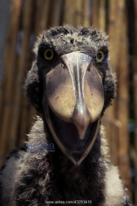 : The shoebill is a large species of bird listed as a vulnerab : The shoebill is a large species of bird listed as a vulnerab
