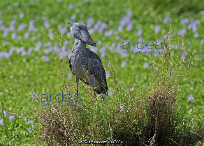 : Shoebill Stork : Shoebill Stork