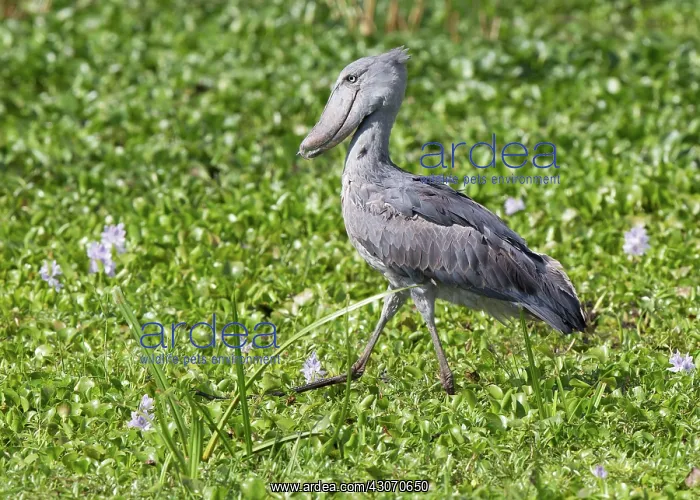 : Shoebill Stork : Shoebill Stork