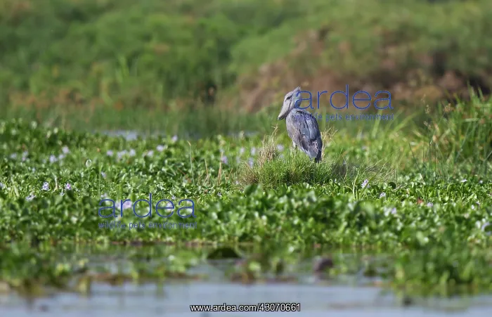 : Shoebill Stork : Shoebill Stork
