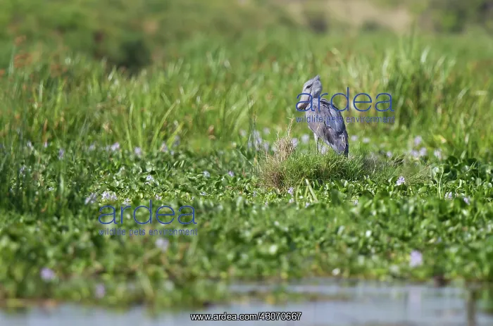 : Shoebill Stork : Shoebill Stork