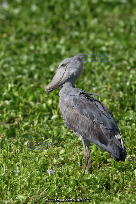 : Shoebill Stork : Shoebill Stork