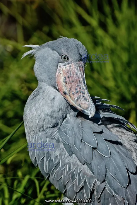 : Shoebill Stork : Shoebill Stork