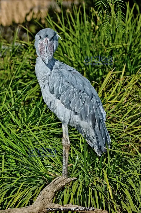 : Shoebill Stork : Shoebill Stork