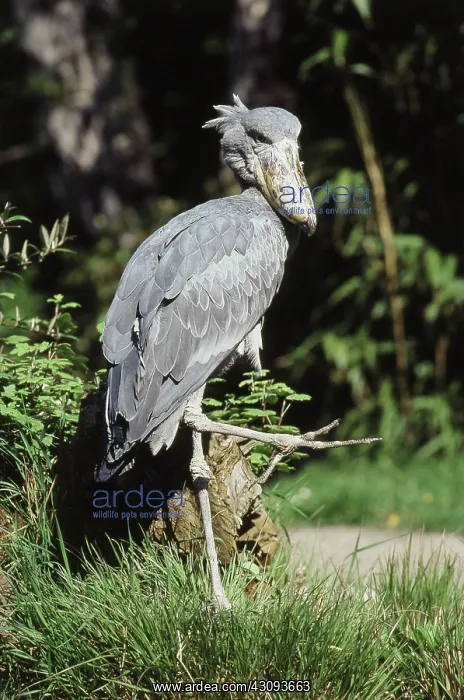 : Shoebill Stork : Shoebill Stork
