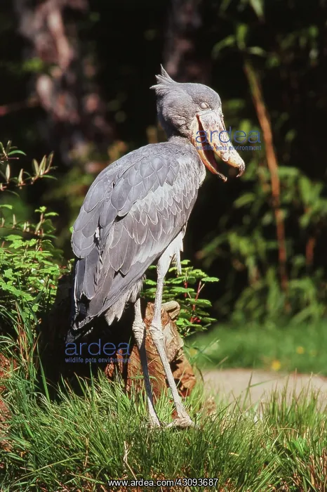 : Shoebill Stork : Shoebill Stork