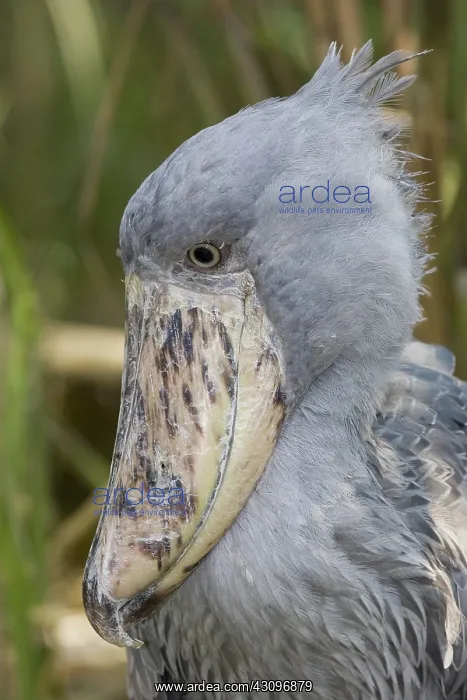 : Shoebill Stork : Shoebill Stork
