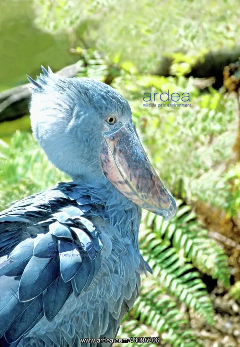 : Shoebill Stork (Balaeniceps rex) : Shoebill Stork (Balaeniceps rex)