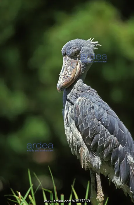 : Shoebill Stork (balaeniceps rex) or Whale-Headed Stork : Shoebill Stork (balaeniceps rex) or Whale-Headed Stork