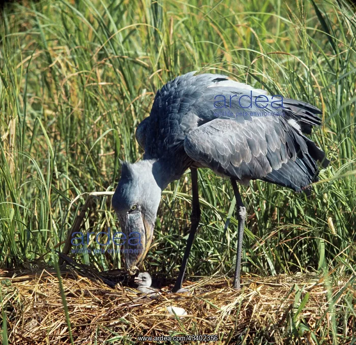 : Shoebill Stork - at nest : Shoebill Stork - at nest