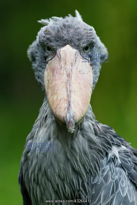 : Shoebill Stork, portrait of bird, native to Africa : Shoebill Stork, portrait of bird, native to Africa