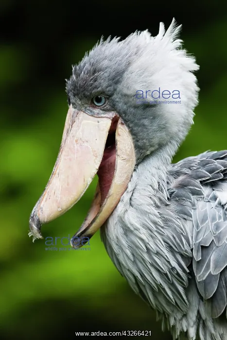 : Shoebill stork, portrait of bird with bill open : Shoebill stork, portrait of bird with bill open