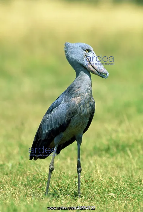  : Shoebill  /  Whale-head Stork