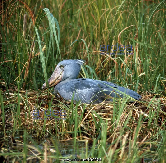 : Shoebill / Whale-head Stork - on nest : Shoebill / Whale-head Stork - on nest