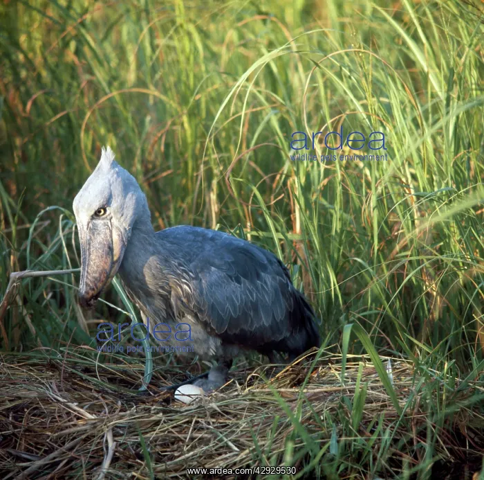: Shoebill / Whale-head Stork - at nest with egg : Shoebill / Whale-head Stork - at nest with egg