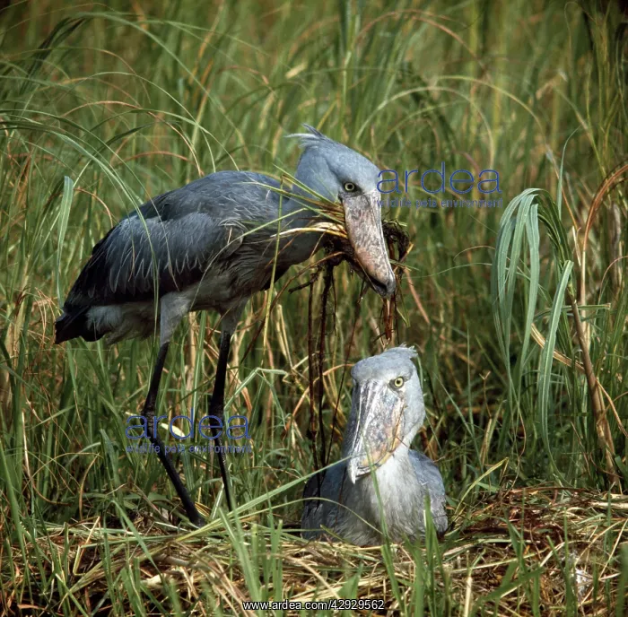 : Shoebill / Whale-head Stork - pair at nest : Shoebill / Whale-head Stork - pair at nest