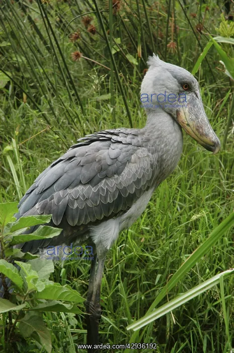 : Shoebill / Whale-headed Stork : Shoebill / Whale-headed Stork
