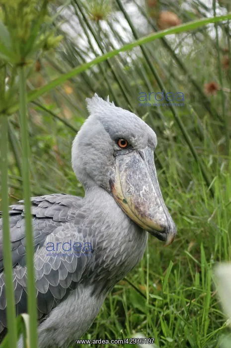 : Shoebill / Whale-headed Stork : Shoebill / Whale-headed Stork