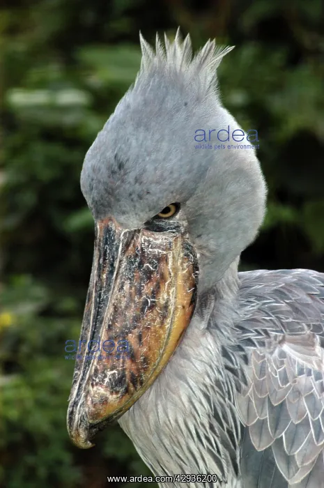 : Shoebill / Whale-headed Stork : Shoebill / Whale-headed Stork