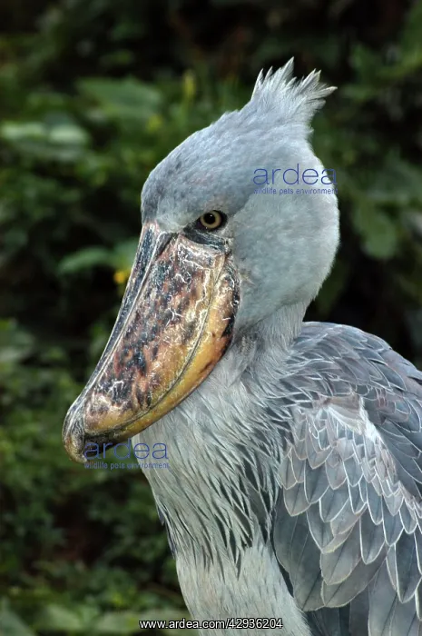 : Shoebill / Whale-headed Stork : Shoebill / Whale-headed Stork