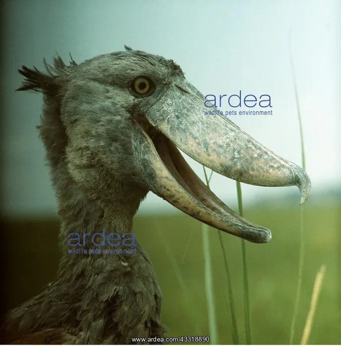 : SHOEBILL / WHALE-HEADED STORK - close-up of head : SHOEBILL / WHALE-HEADED STORK - close-up of head