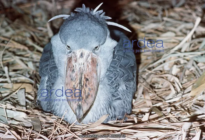 : SHOEBILLED / WHALE-HEADED STORK - on nest : SHOEBILLED / WHALE-HEADED STORK - on nest