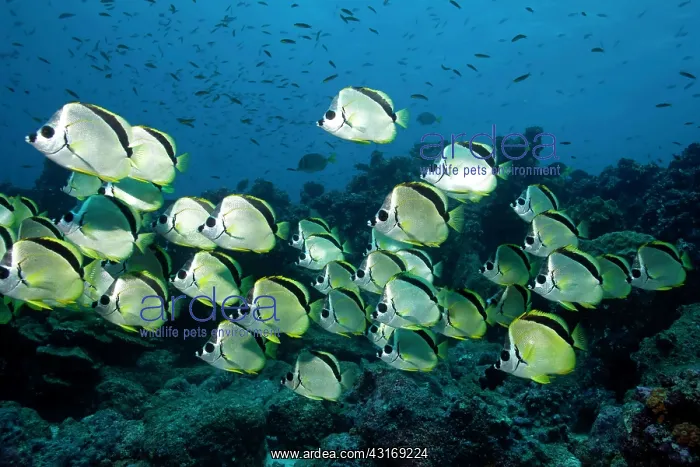 : Shool of Barberfish Johnrandallia nigrirostris Darwin island : Shool of Barberfish Johnrandallia nigrirostris Darwin island