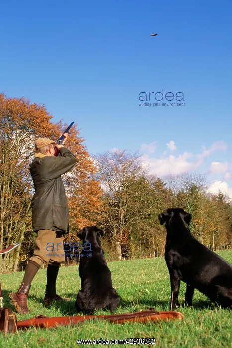 : Shooter - with gun dogs, shooting driven pheasant : Shooter - with gun dogs, shooting driven pheasant