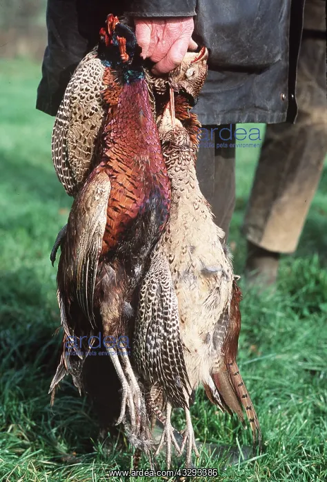 : SHOOTING - Dead Pheasants in beater's hand : SHOOTING - Dead Pheasants in beater's hand