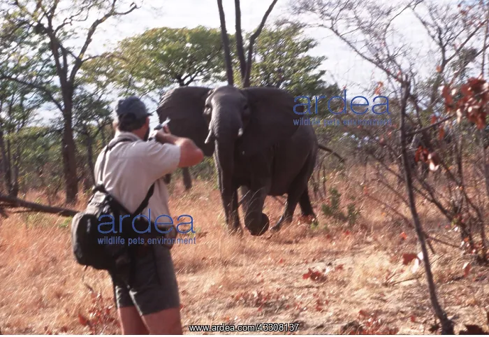 : SHOOTING - ELEPHANT HUNTER : SHOOTING - ELEPHANT HUNTER