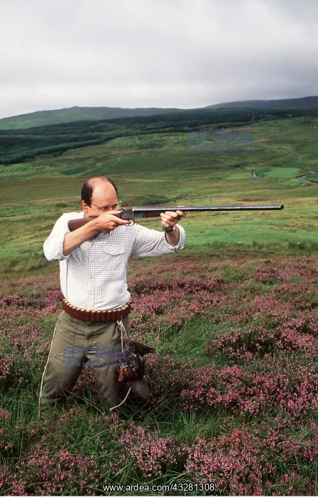 : SHOOTING - grouse : SHOOTING - grouse