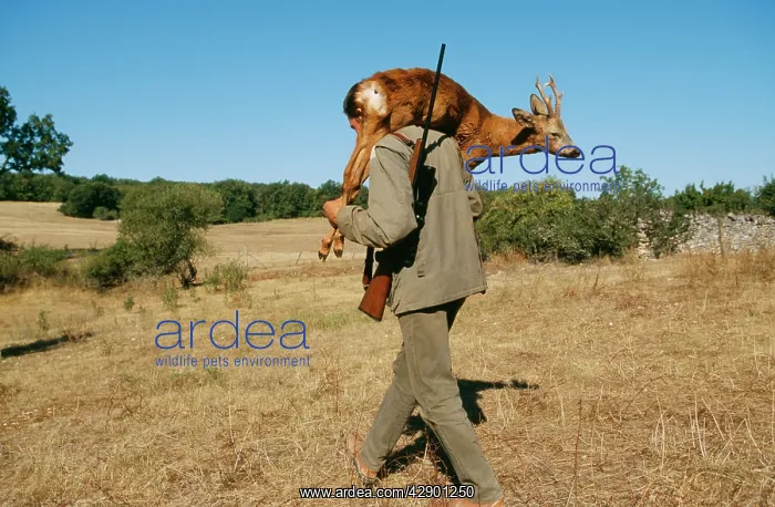  : SHOOTING - Hunter carrying dead Deer