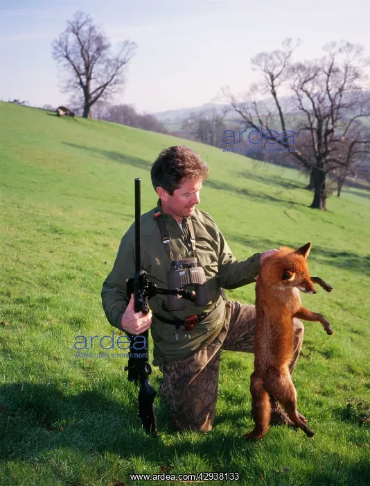: Shooting - hunter holding dead fox, with rifte : Shooting - hunter holding dead fox, with rifte
