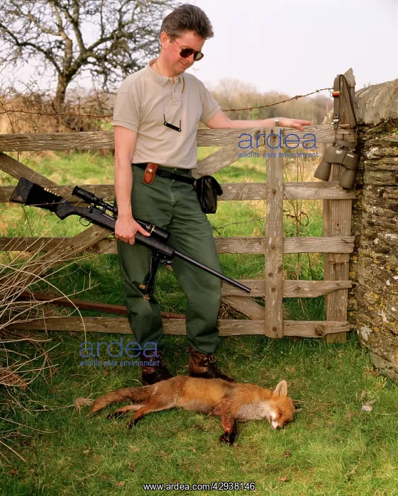 : Shooting - hunter standing by dead fox, with rifte : Shooting - hunter standing by dead fox, with rifte