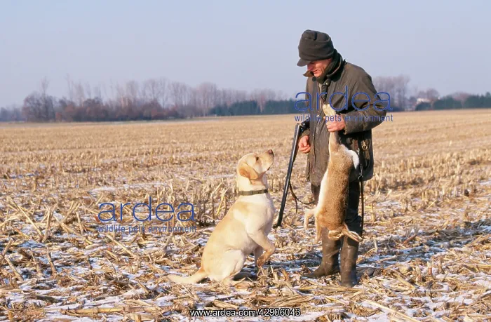  : SHOOTING - man with Retriever dog and Hare carcass