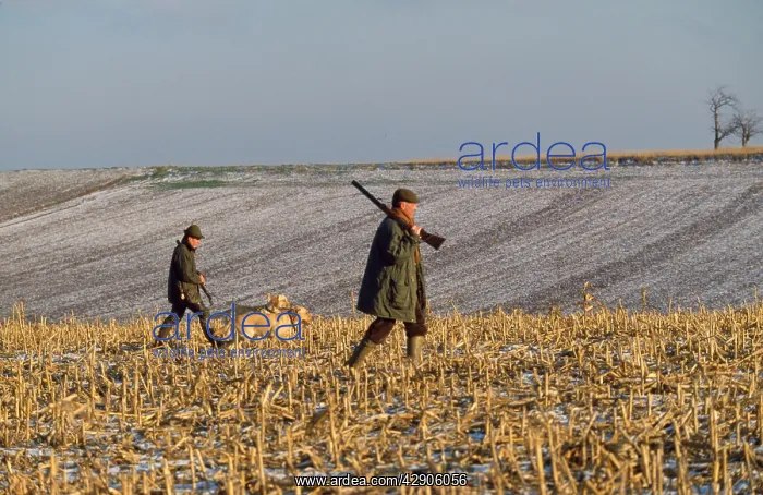 : Shooting - men & dogs crossing field : Shooting - men & dogs crossing field