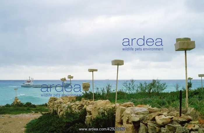 : Shooting perches - for migrant birds to be shot at : Shooting perches - for migrant birds to be shot at